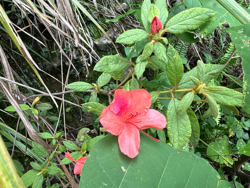 Rhododendron oldhamii, photograph 5