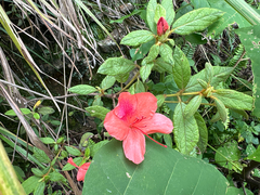 (c) 黃美滿, some rights reserved (CC BY) Rhododendron oldhamii, photograph (c) 黃美滿, some rights reserved (CC BY)