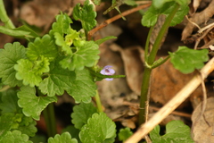 Glechoma hederacea