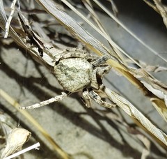 Araneus ventricosus