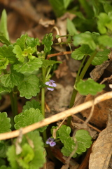 Glechoma hederacea