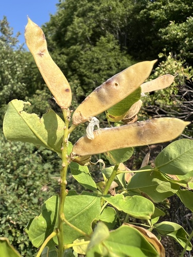 Petteria ramentacea, photograph 1