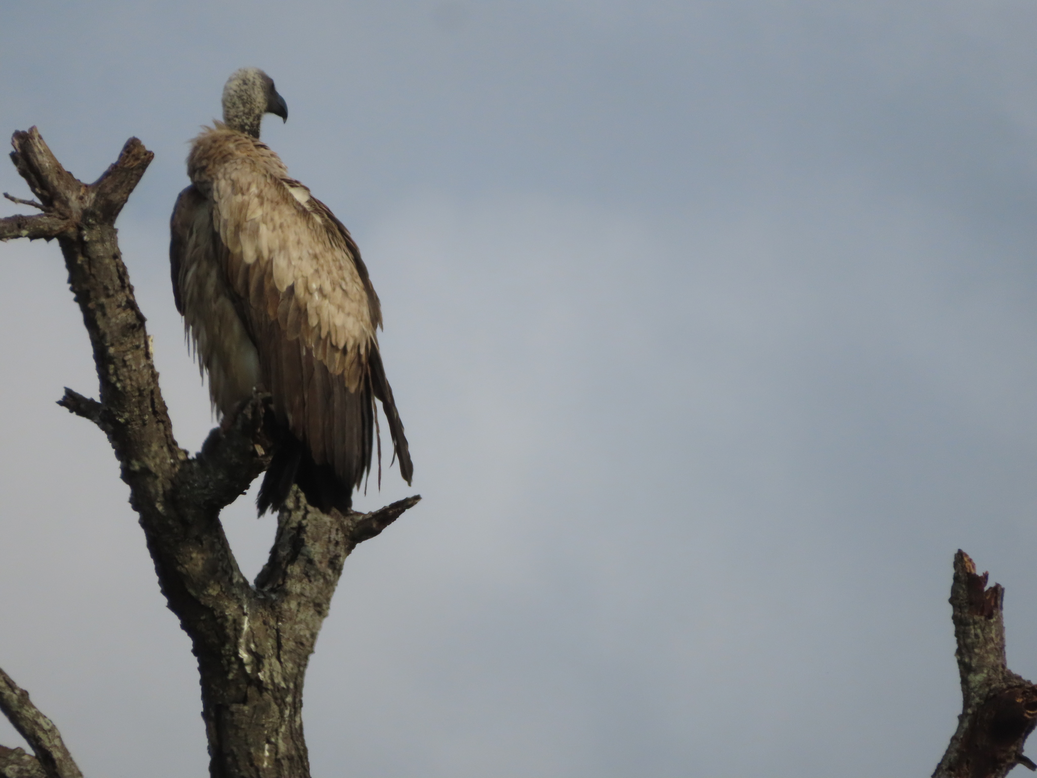 White-backed Vulture (Gyps africanus), photo 4