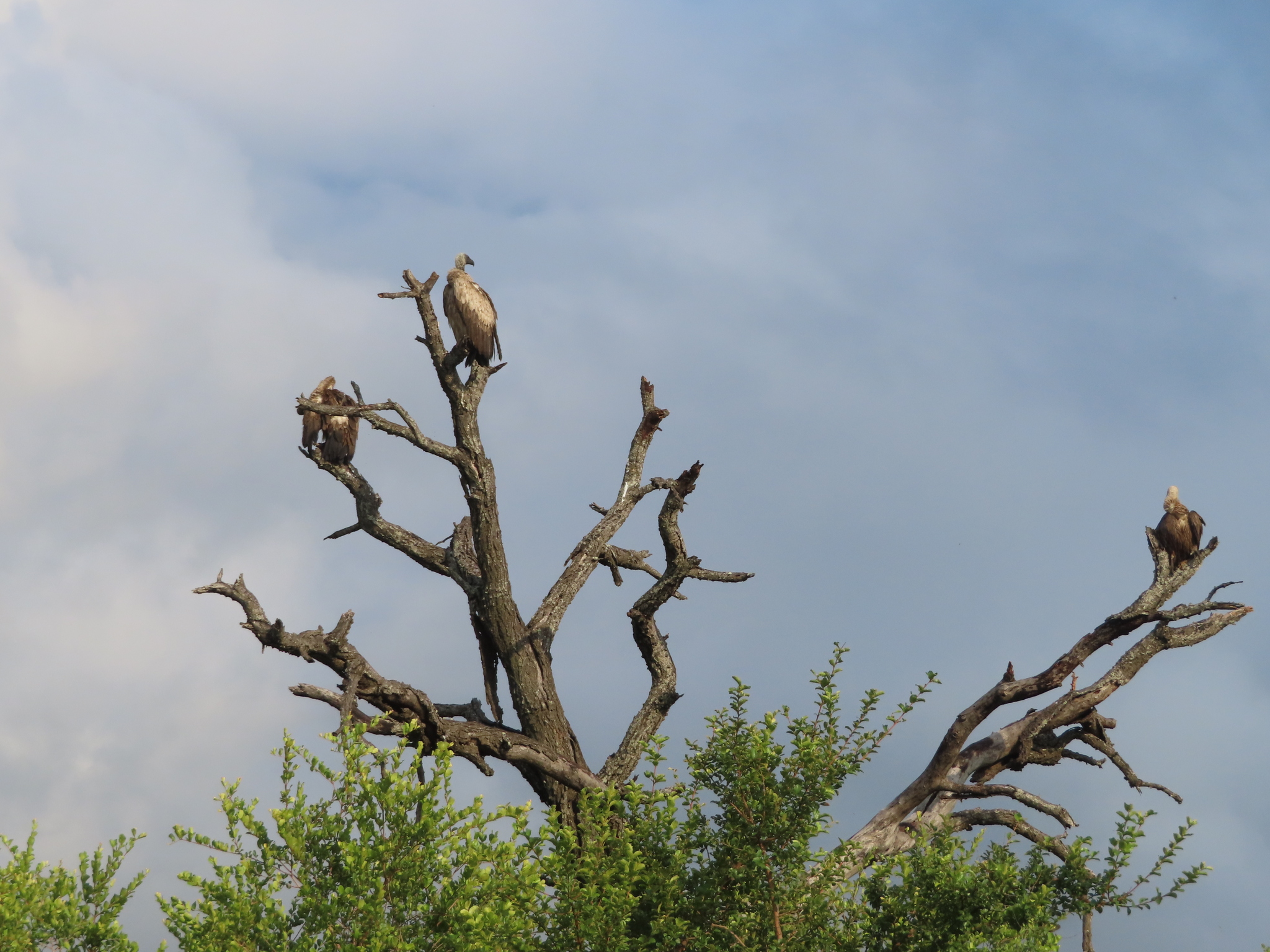 White-backed Vulture (Gyps africanus), photo 3