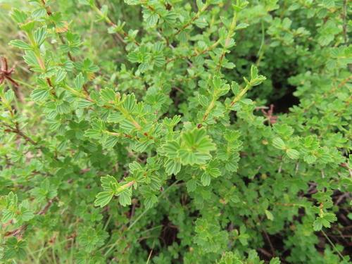 Myrothamnus flabellifolius, photograph 2
