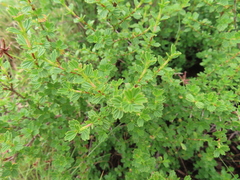 Myrothamnus flabellifolius, photograph (c) linkie, some rights reserved (CC BY)