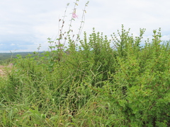 Myrothamnus flabellifolius