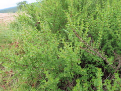 Myrothamnus flabellifolius, photograph (c) linkie, some rights reserved (CC BY)
