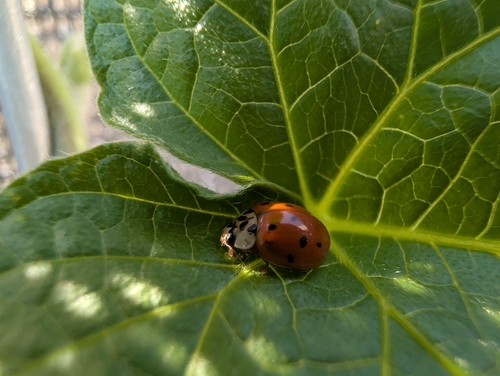 Asian Lady Beetle