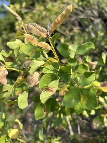 Petteria ramentacea, photograph 3