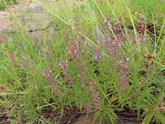 Syncolostemon canescens