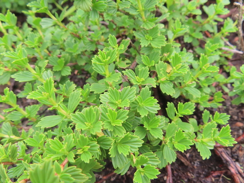 Myrothamnus flabellifolius, photograph 3
