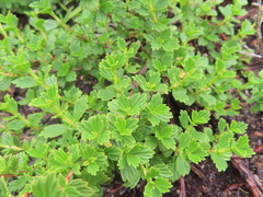 Myrothamnus flabellifolius, photograph (c) linkie, some rights reserved (CC BY)