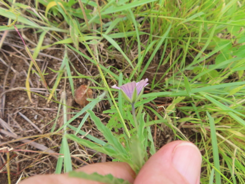 Monsonia angustifolia
