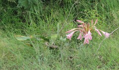 (c) linkie, some rights reserved (CC BY) Crinum stuhlmannii, photograph (c) linkie, some rights reserved (CC BY)