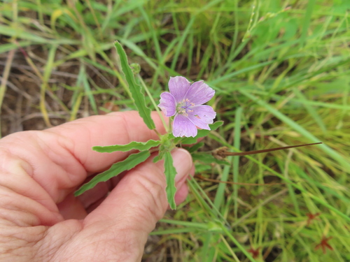 Monsonia angustifolia