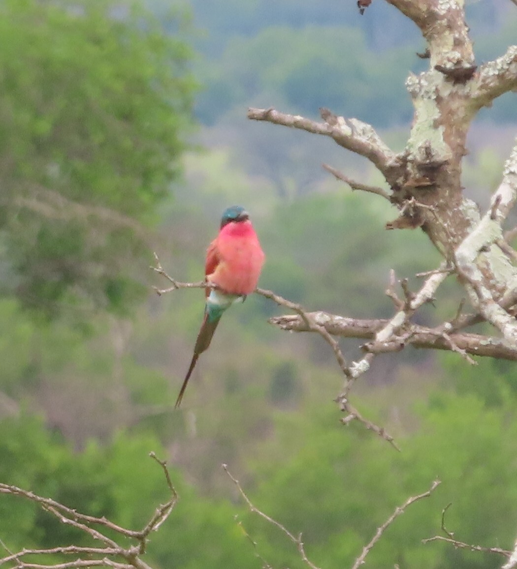 Southern Carmine Bee-eater (Merops nubicoides), photo 2