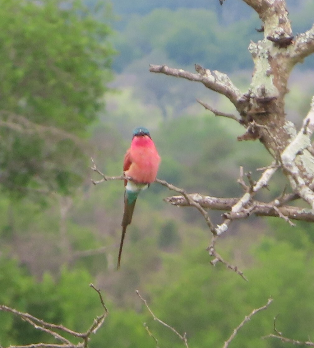 Southern Carmine Bee-eater (Merops nubicoides), photo 3