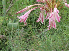 Crinum stuhlmannii