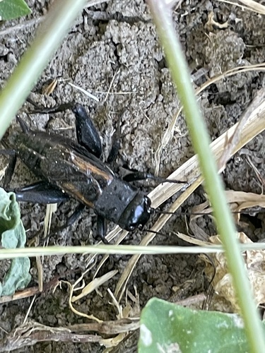 Desert Cricket