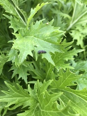 Insecta