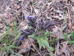 Pulmonaria angustifolia