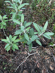Senecio hypoleucus, photograph (c) Alex Stuart, some rights reserved (CC BY)