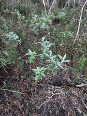 Senecio hypoleucus, photograph (c) Alex Stuart, some rights reserved (CC BY)