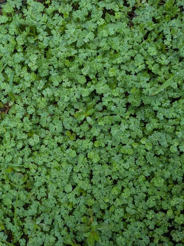 Hydrocotyle batrachium observed 2026-06-27