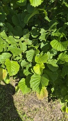 common hazel