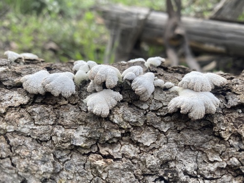 splitgill mushroom