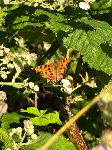 European Comma