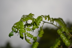 Gleditsia amorphoides