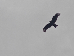 Black Kite