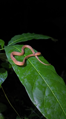 Pareas carinatus