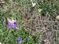 Viola etrusca