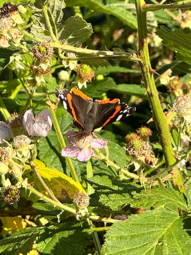 Red Admiral