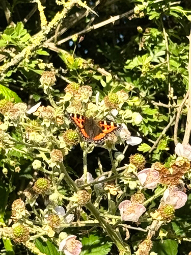 Small Tortoiseshell