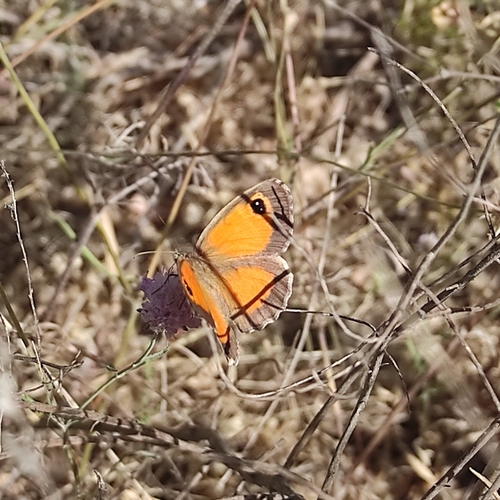 Southern Gatekeeper