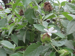 Barleria albostellata, photograph (c) linkie, some rights reserved (CC BY)