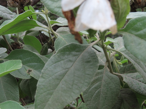 Barleria albostellata, photograph 3