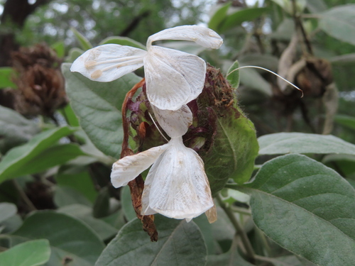 Barleria albostellata, photograph 1