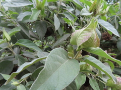 Barleria albostellata