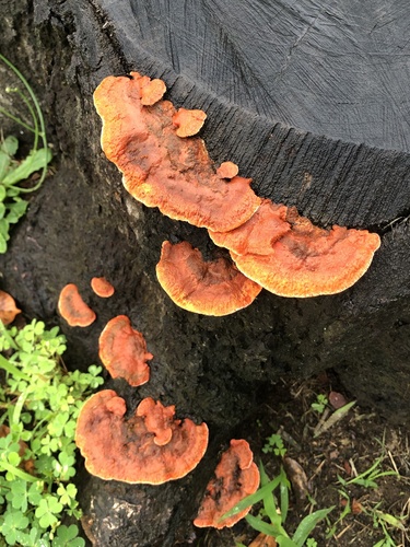 Southern Cinnabar Polypore