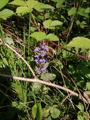 Ajuga reptans