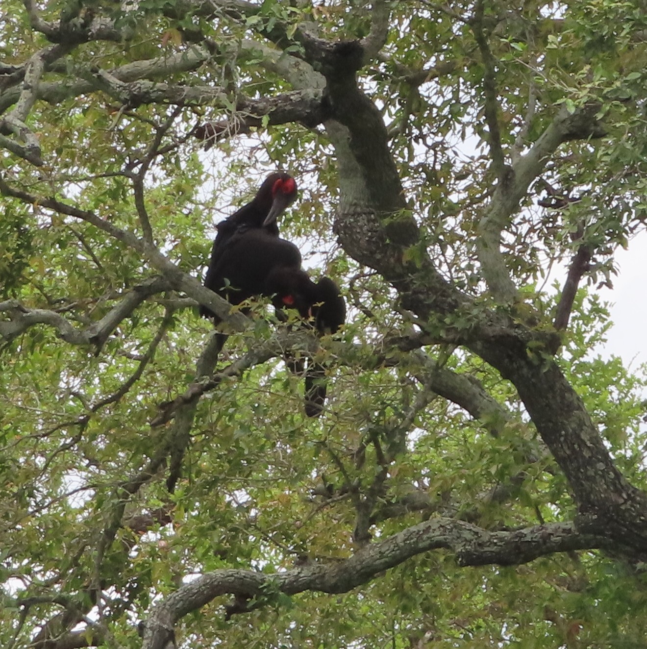 Southern Ground Hornbill (Bucorvus leadbeateri), photo 2