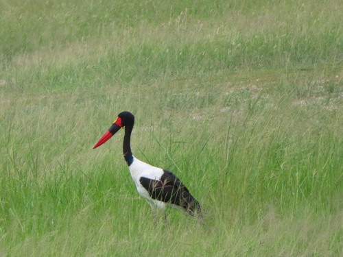 Saddle-billed Stork (Ephippiorhynchus senegalensis), photo 6