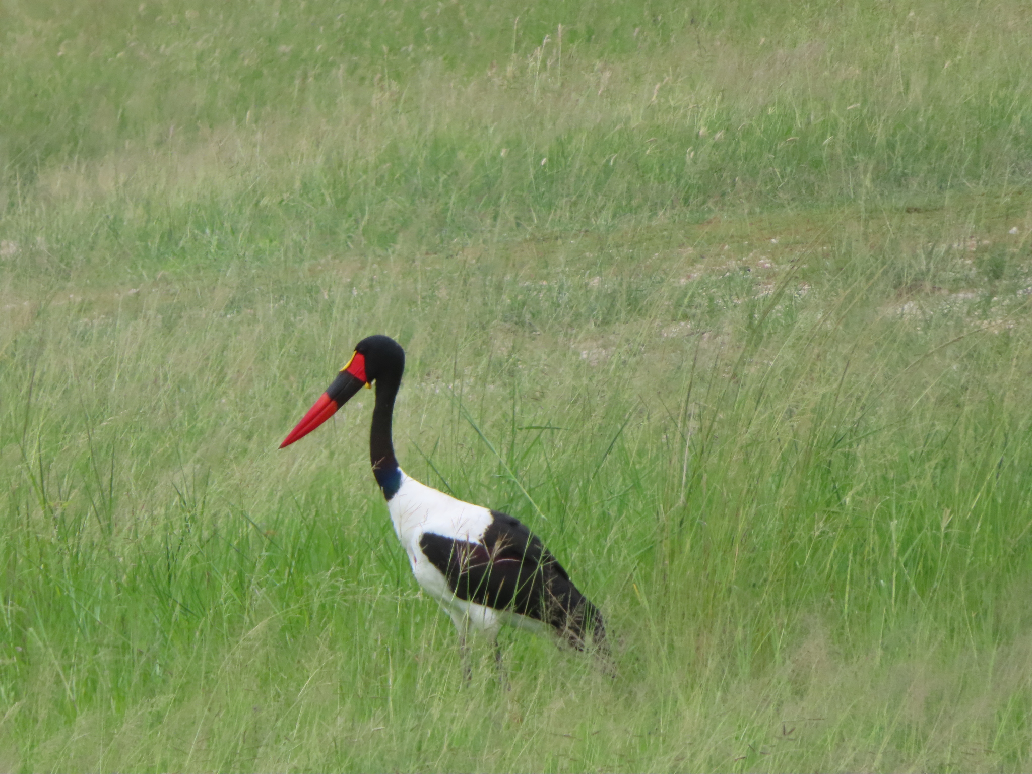 Saddle-billed Stork (Ephippiorhynchus senegalensis), photo 6