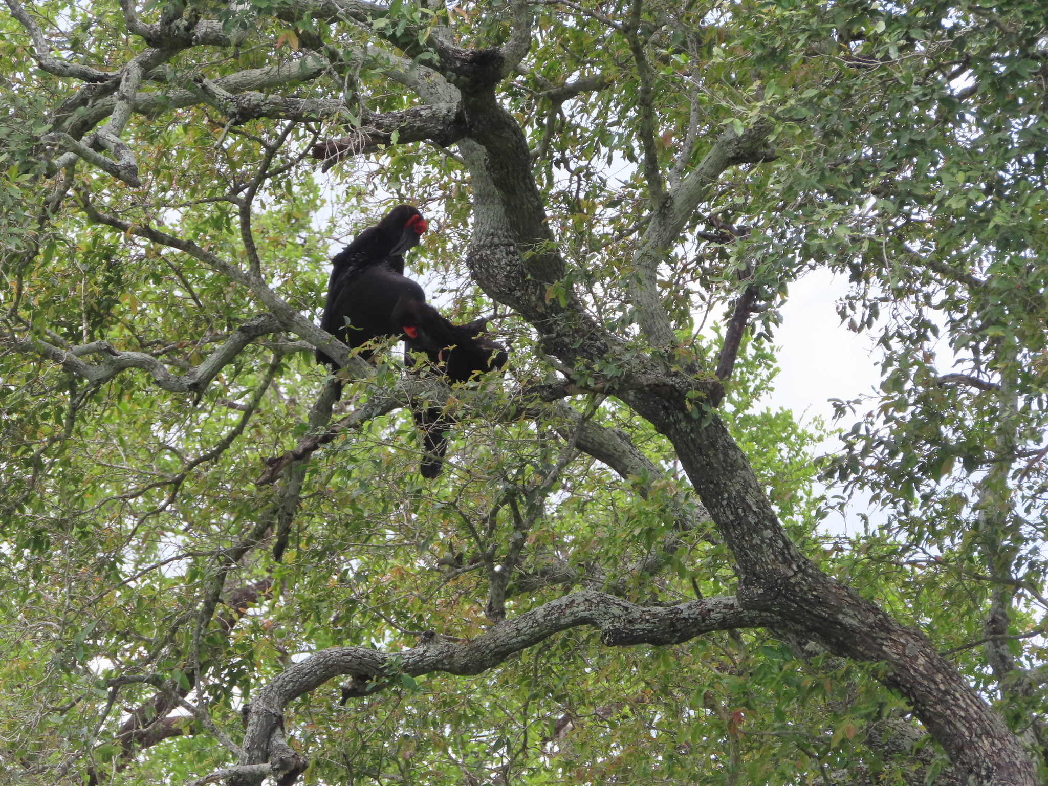 Southern Ground Hornbill (Bucorvus leadbeateri), photo 3