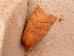 Pyreferra citrombra